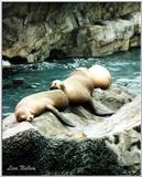 sea lions - 83-19a.jpg (1/1)