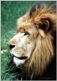 male lion - 83-5a.jpg (1/1)