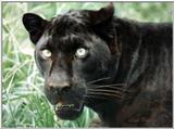 male black leopard - 84-6.jpg (1/1)