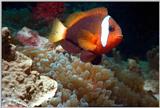 Anemone Fish - Bali
