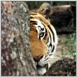 tiger peeking - 91-19.jpg (1/1)