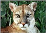 female cougar - 95-12.jpg (1/1)