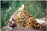 male leopard - 98-0a.jpg (1/1)
