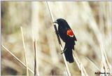 A00536 - Red-winged Blackbird