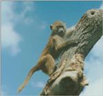 Monkey from African LS  -- Chacma Baboon (Papio ursinus)