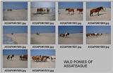 Ponies of Assateague Island - Check index