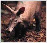 Re: aardvarks !!!! -- Aardvark (Orycteropus afer)