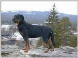 Some Rottweiler pics
