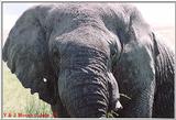 Elephant at Ngorongoro