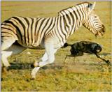 African Wild Dog J04 - Chasing Zebra