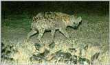 African Wild Dog J05 - Pack and Spotted Hyena