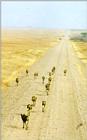 African Wild Dog J08 - Pack marching on road 2