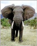 African Elephant 1/2 jpg