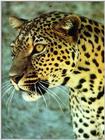 If you like Leopards, Look