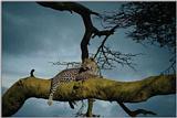 Leopard-in-Tree