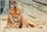 I still have 1999 pictures - Hagenbeck Zoo once more - King of beasts looking regal