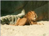 Rescan/repost with scanner cleaned - Lion in Hagenbeck Zoo
