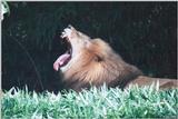 Yawning Lion #2