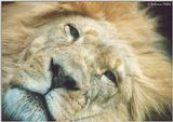 Brookfield Zoo pics - Lion face