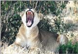Another lion yawn