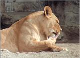 Coolscan and old negatives, another example - Lioness in Hagenbeck Zoo