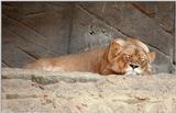 Y2K Hagenbeck Zoo - The Sleeping (Lioness) Beauty - mediocre shot (see details)