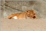 Hagenbeck Zoo, last sunday - a subject I never posted before - sleeping lioness :-)