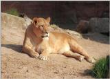 Another one for the saturation fanciers - Lioness resting in Hannover Zoo