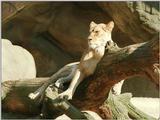 And another repost - Hagenbeck Zoo lioness enjoying the sun
