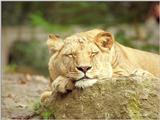 More Rostock Zoo sweetness rescanned - lioness taking a nap