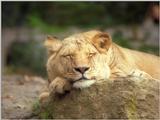 Nothing but sweetness in the scanner today - sleepy lioness in Schwerin Zoo