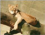 Why in hell did I forget to scan this? Lioness in Hagenbeck Zoo