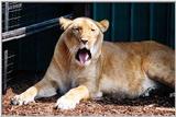 Lioness....yawn getting a good start