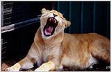 lioness...yawn