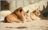 Katz-a-three in Hagenbeck Zoo - the lion family posing in a row