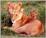 Lions - Females w/Cubs