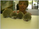 young hedgehogs