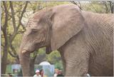 Brookfield Zoo pics - elephant profile