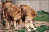 Lions #2