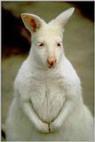 Albino-Kangaroo