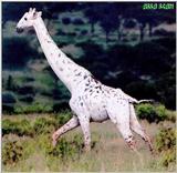 albino giraffe