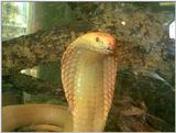 albino monacled cobra female