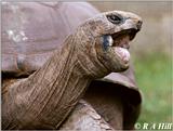 Aldabra Tortoise #2