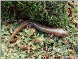 Allegheny Mountain Dusky Salamander (Desmognathus ochrophaeus) 1