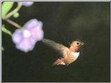 Hummingbird - Allen's Hummingbird 11