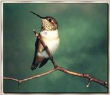 Hummingbird - Female Allen's Hummingbird