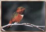 Hummingbird - Male Allen's Hummingbird