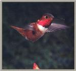 Hummingbird - Male Allen's Hummingbird
