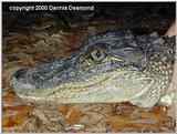 American Alligator in Georgia - gator (Alligator mississippiensis)