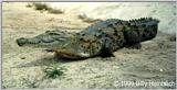 American Crocodile 3 Crocodylus acutus